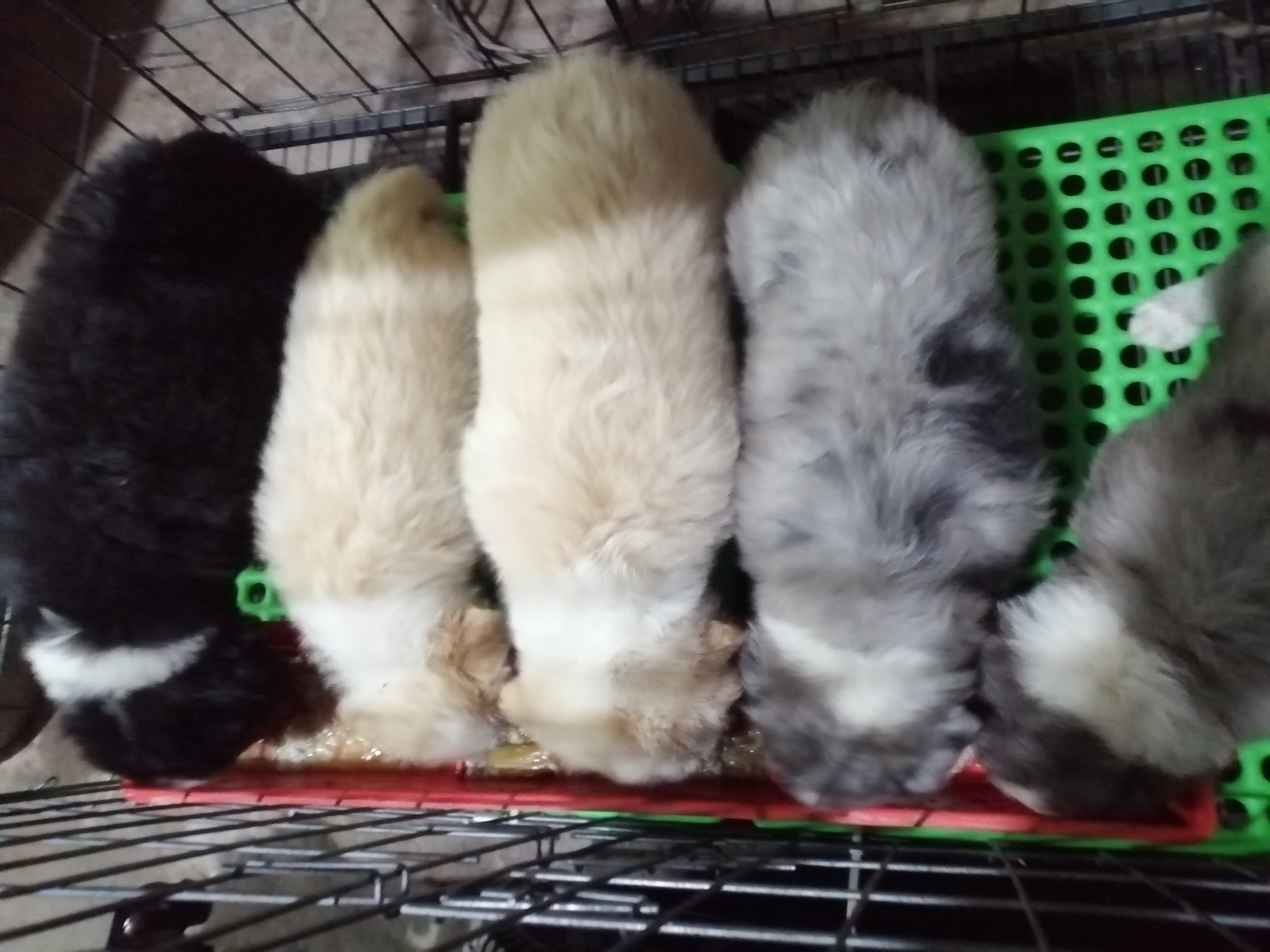 大骨架极品边牧幼犬两个月，包活包健康，3个月犬瘟细小